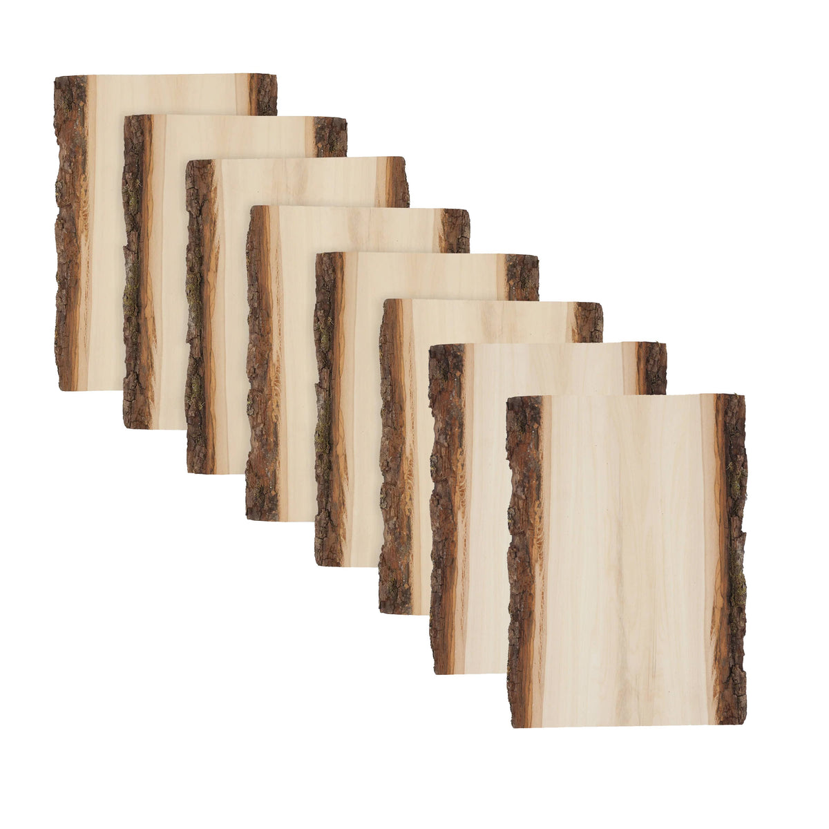 Premium Basswood Bark Live Edge Plank, Small